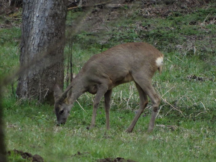 DSC05574 - De prin natura 2016