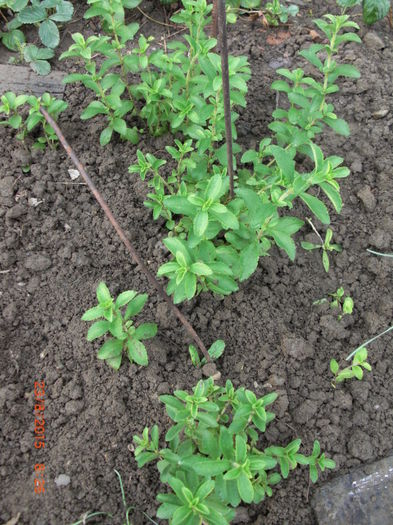 Stevia Indulcitor Diabetici