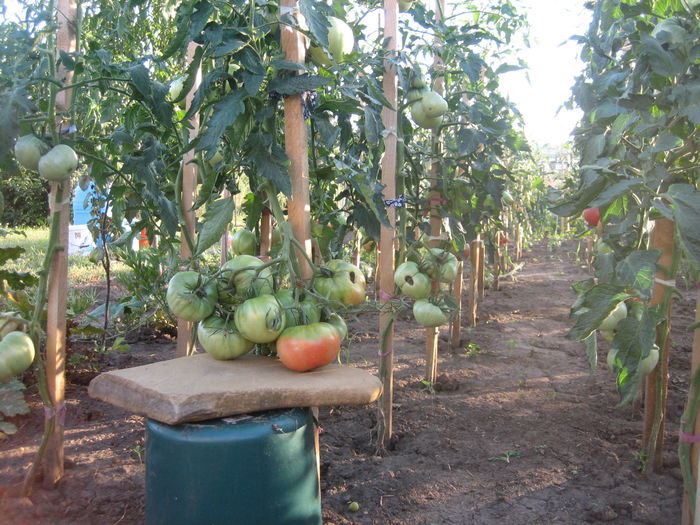 Aurora; Tomate Aurora
