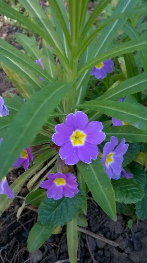 WP_20160331_09_06_01_Pro
