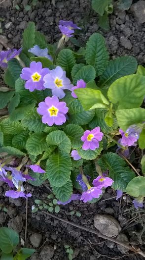 WP_20160331_09_06_41_Pro
