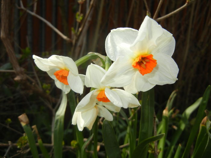 Narcissus Geranium (2016, March 27)