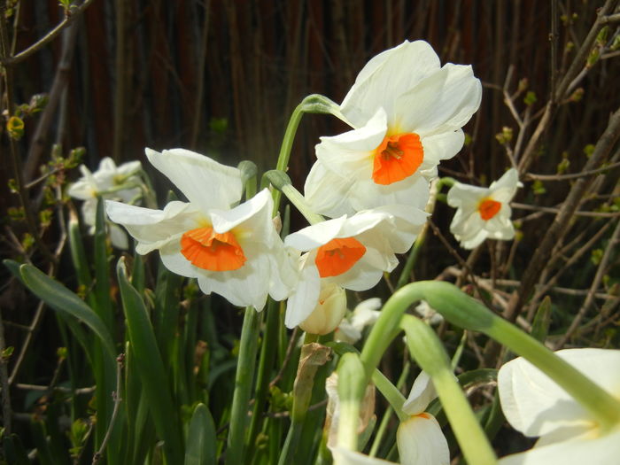 Narcissus Geranium (2016, March 27)