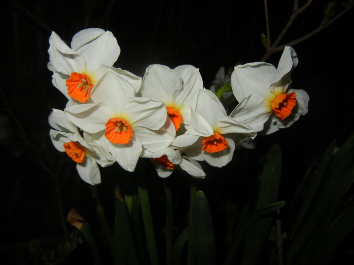 Narcissus Geranium (2016, March 28)