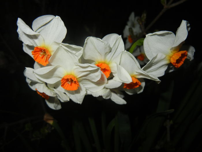 Narcissus Geranium (2016, March 28)
