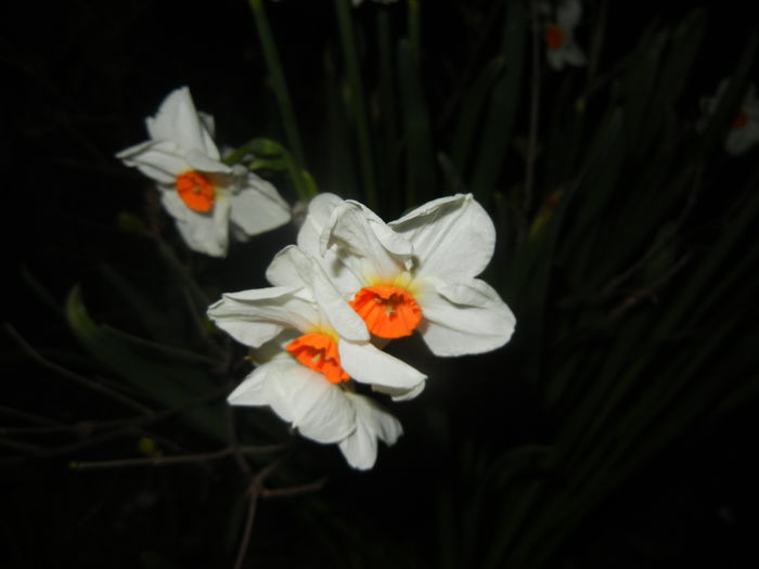 Narcissus Geranium (2016, March 28)