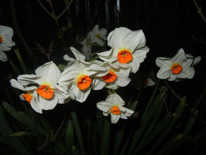 Narcissus Geranium (2016, March 28)