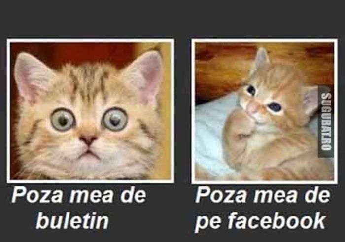 imagini-amuzante-poze-haioase-poza-buletin-vs-poza-facebook-pisica - POZE HAIOASE PT 1 APRILIE-HAHA HIHI HEHE