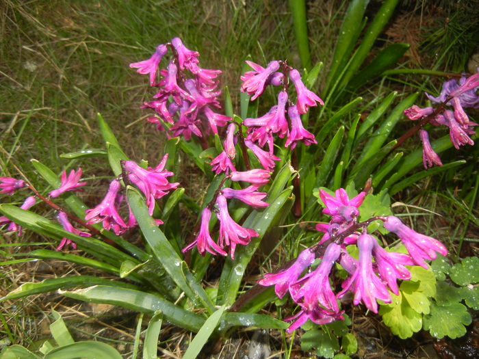 Hyacinth Woodstock (2016, March 27)