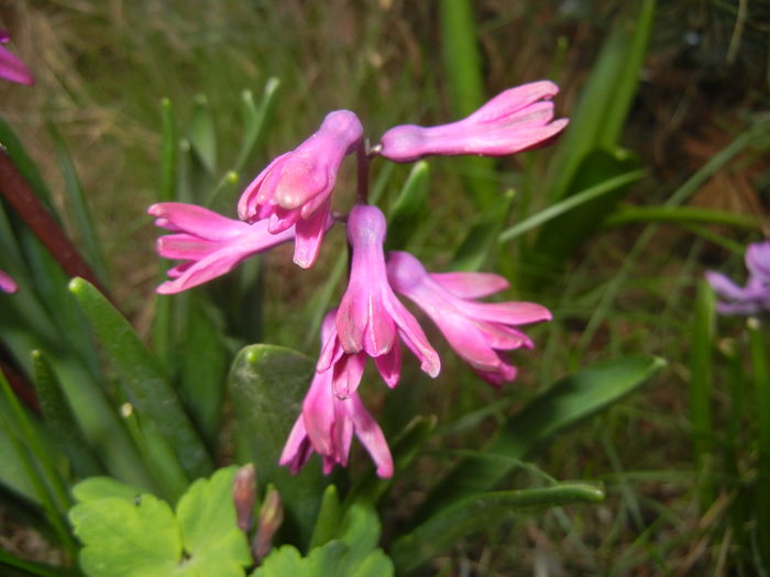 Hyacinth Woodstock (2016, March 28)