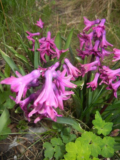 Hyacinth Woodstock (2016, March 28)