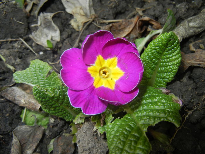 Violet Primula (2016, March 27) - PRIMULA Acaulis