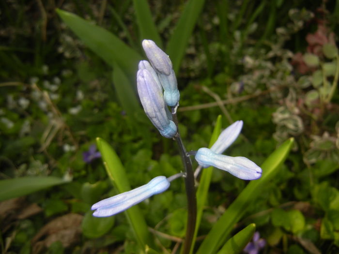 Hyacinth multiflora Blue (2016, March 27) - Hyacinth multiflora Blue