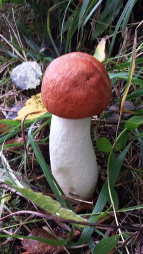 Leccinum leucopodium - Ciuperci