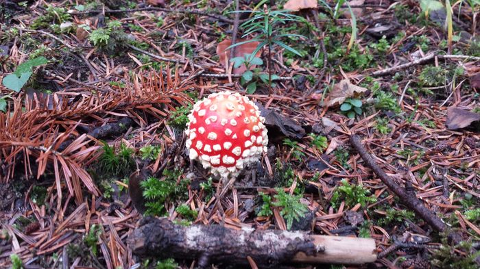 Amanita muscaria; Ciuperca necomestibila, halucinogena
