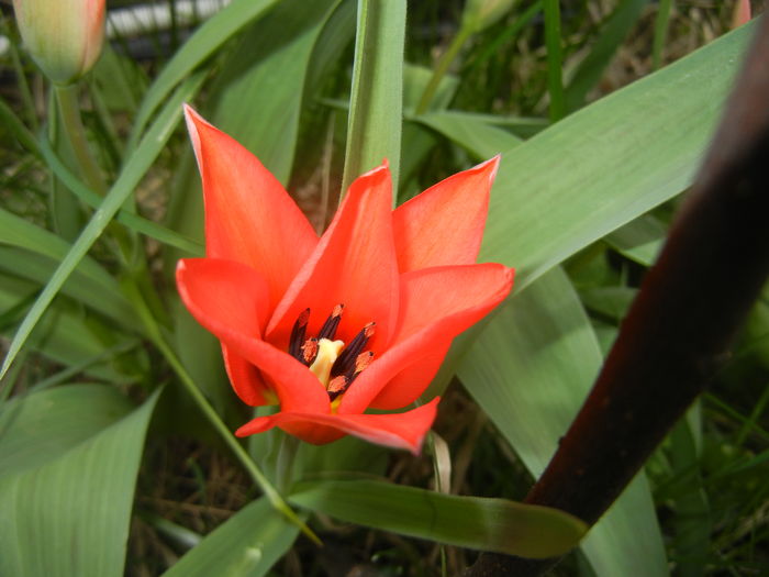 Tulipa Toronto (2016, March 28) - Tulipa Toronto