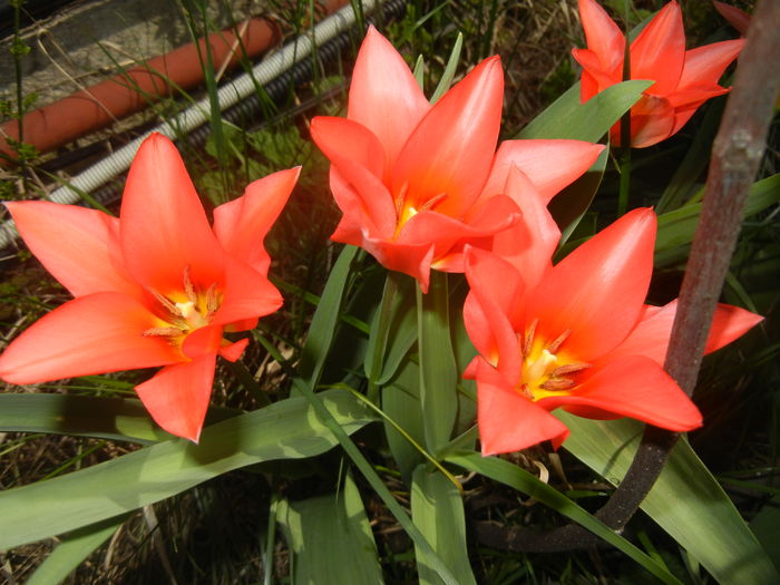 Tulipa Toronto (2016, March 30) - Tulipa Toronto