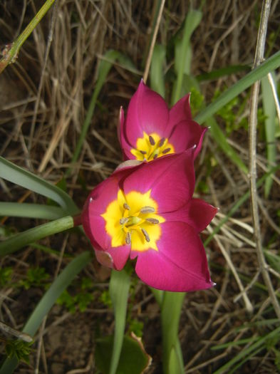 Tulipa Persian Pearl (2016, March 28) Tulipa Persian Pearl (2016, March 28)