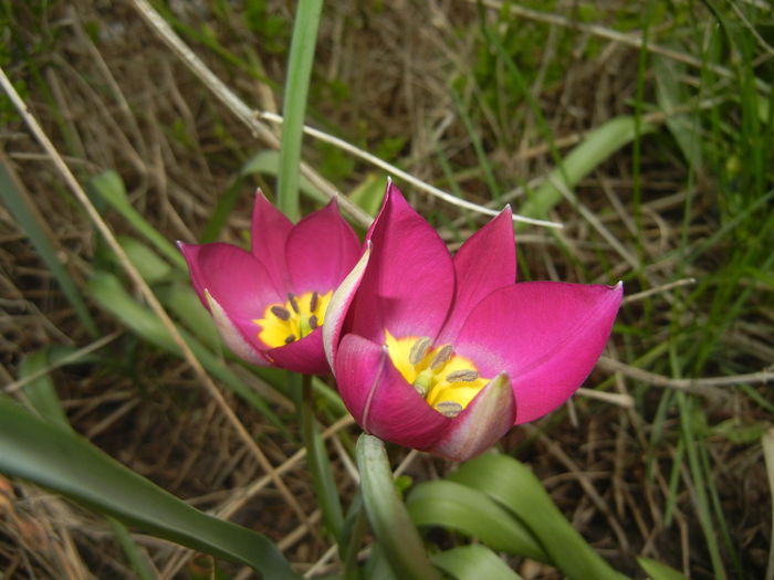 Tulipa Persian Pearl (2016, March 28) - Tulipa Persian Pearl
