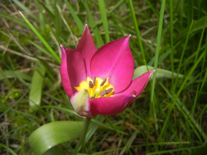 Tulipa Persian Pearl (2016, March 28) - Tulipa Persian Pearl