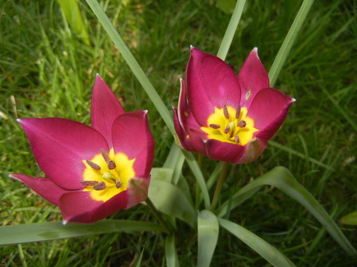 Tulipa Persian Pearl (2016, March 28) - Tulipa Persian Pearl