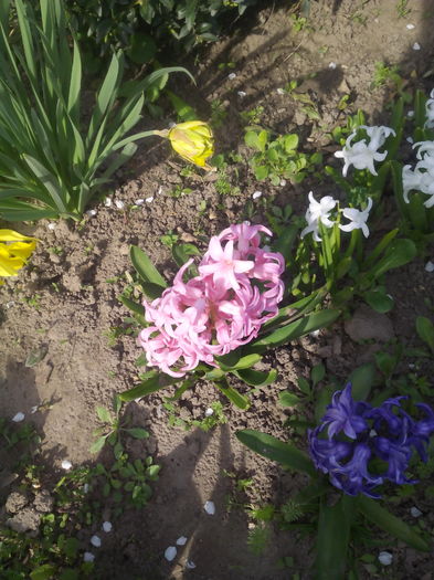 1459494049948 - Primavara 2016