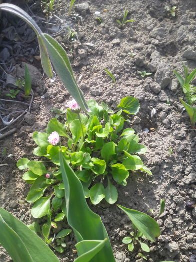 banuti - Primavara 2016