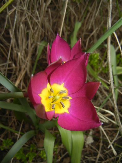 Tulipa Persian Pearl (2016, March 28)