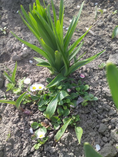 crin si banuti - Primavara 2016