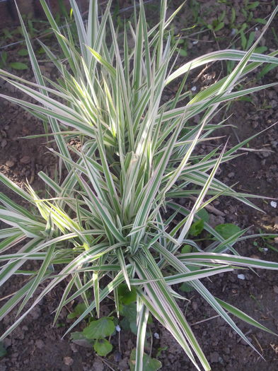 stuf de gradina - Primavara 2016