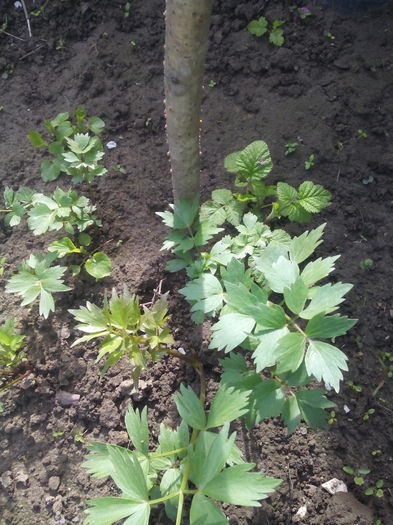 leustean - Primavara 2016