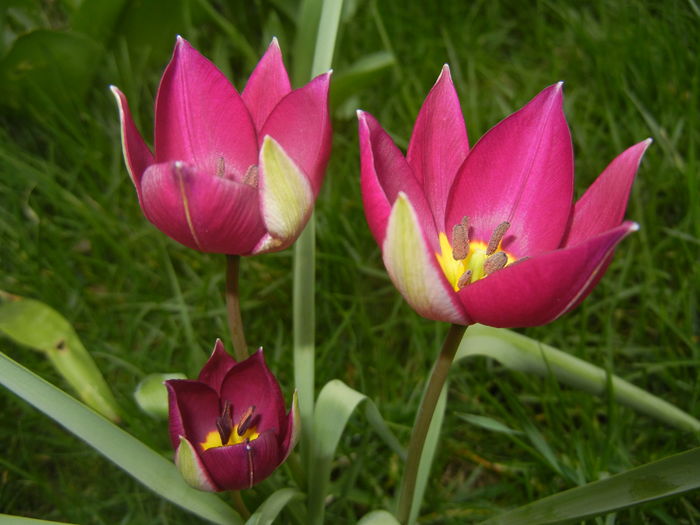 Tulipa Persian Pearl (2016, March 28)