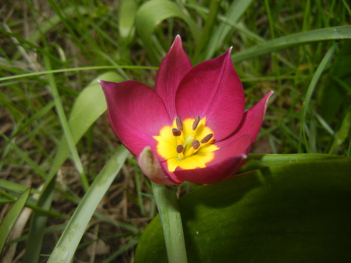 Tulipa Persian Pearl (2016, March 28)