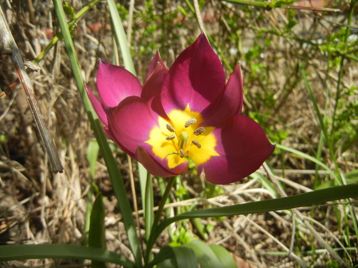 Tulipa Persian Pearl (2016, March 30)