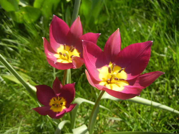 Tulipa Persian Pearl (2016, March 30)