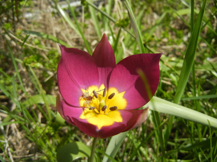 Tulipa Persian Pearl (2016, March 30)