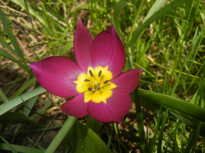 Tulipa Persian Pearl (2016, March 30)