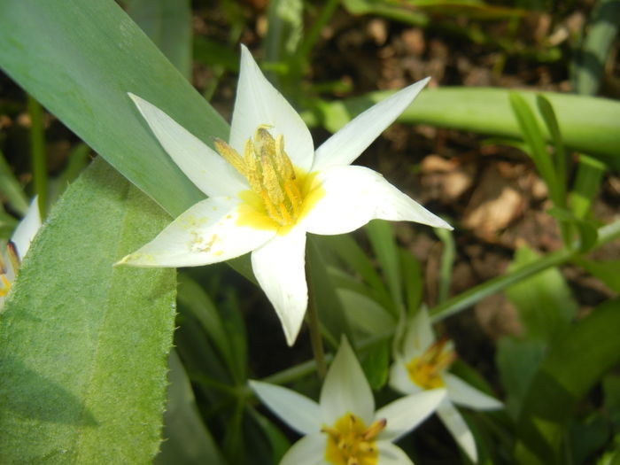 Tulipa Turkestanica (2016, March 28)