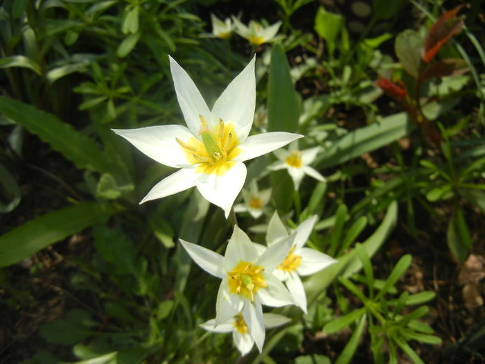 Tulipa Turkestanica (2016, March 28)