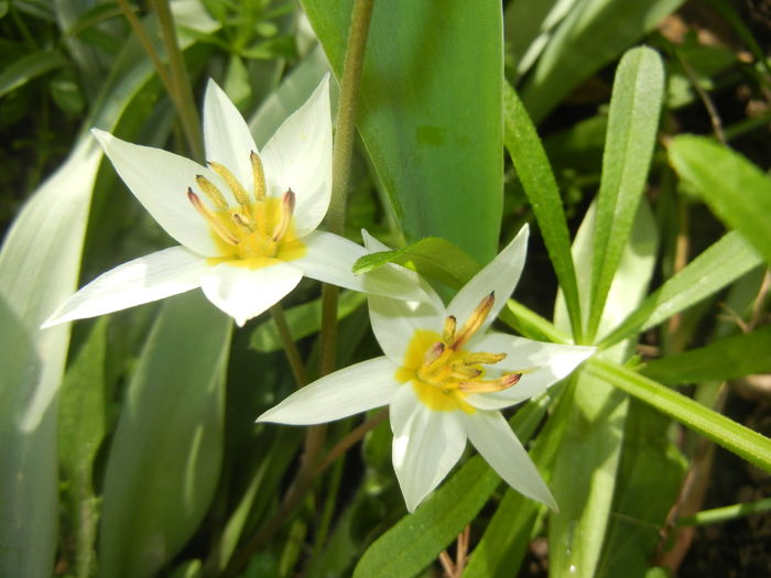 Tulipa Turkestanica (2016, March 28) - Tulipa Turkestanica