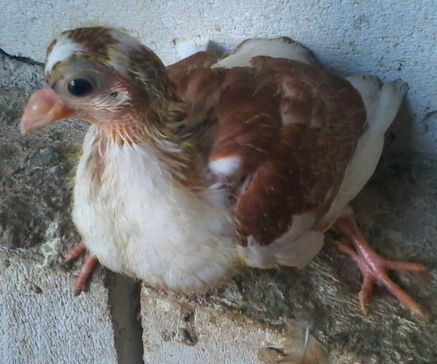 din moriscari