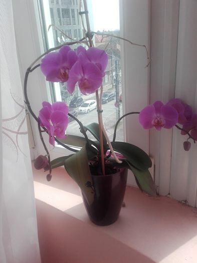 20160401_113737 - Orhidee