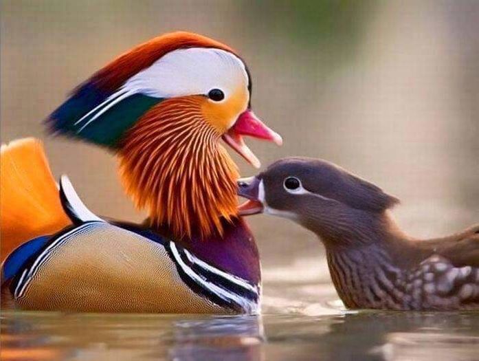 FB_IMG_1459491792954
