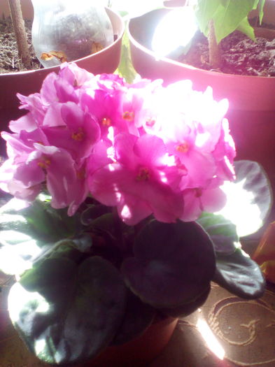 14595121869791539014521