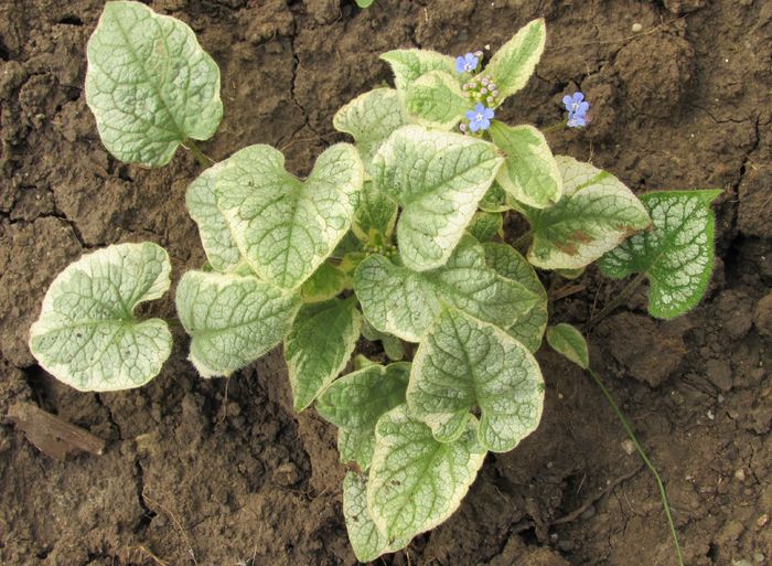 29 martie - 2016 heuchera heucherella brunnera