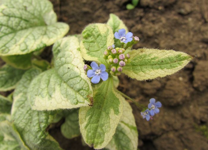 Brunnera macrophylla Kings Ransom - 2016 heuchera heucherella brunnera