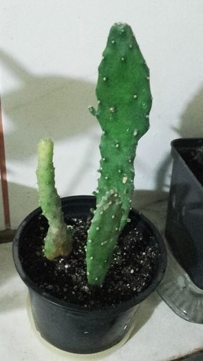 Opuntia