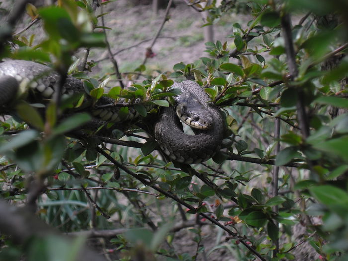 SAM_0004 - DE PRIN NATURA