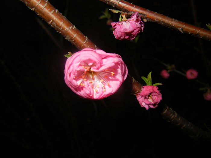 Prunus triloba (2016, March 28)