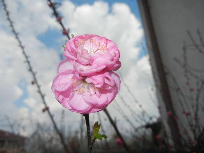 Prunus triloba (2016, March 28)